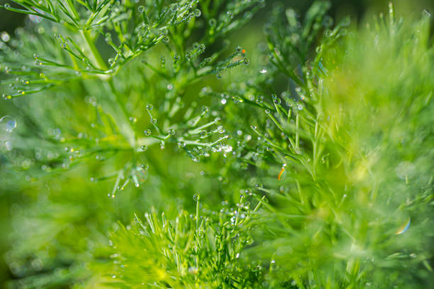 istock Young dill in the sun. 1184860292