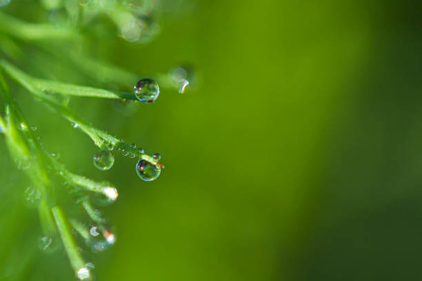 istock Young dill in the sun. 1184860301