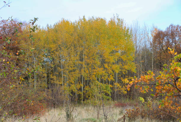 istock European forest in the fall. 1184860464