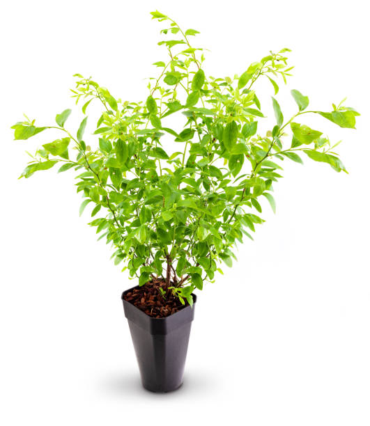 istock Cranberry plant (blue cranberries - Vaccinium corymbosum) in pot. Isolated on white background. 1184861329