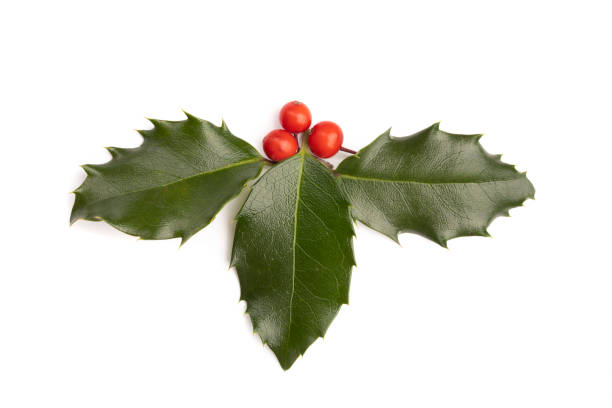 istock Holly Leaves and Berries 1184861392