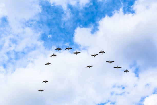 istock Sky High Flight of Birds 1184861661