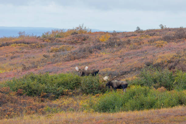 Alaska Yukon Bull Moose in Autumn a pair of Alaska Yukon bull moose in autumn in Denali National Park alces alces gigas stock pictures, royalty-free photos & images