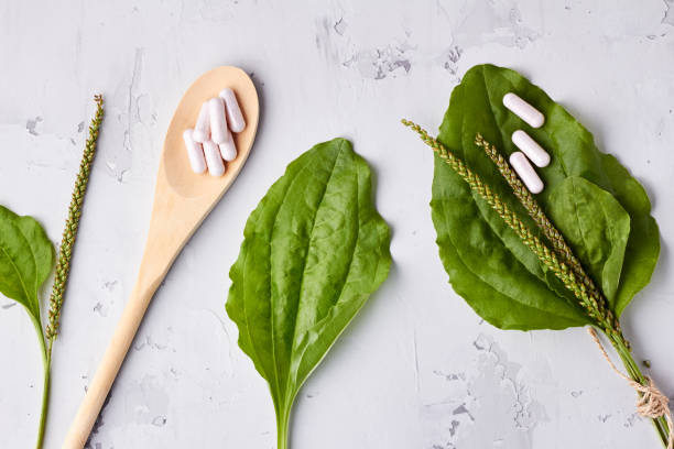 istock Herbal remedy in capsules and plants over light grey background 1184863081