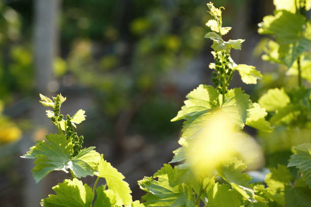 istock young shoots of grape macro shot 1184863312