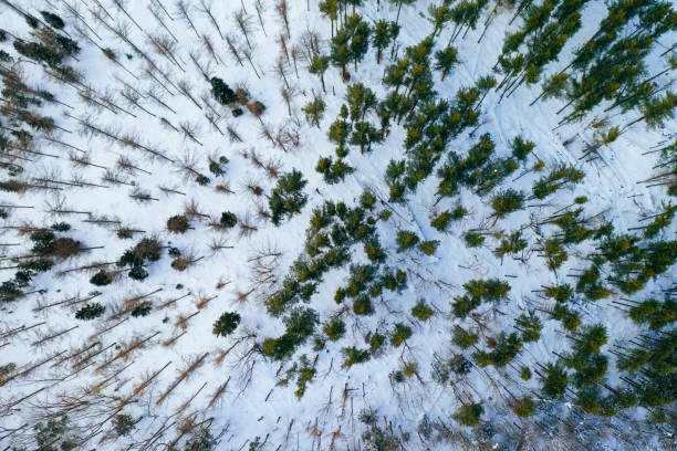 istock Pine trees on the snow land 1184863905