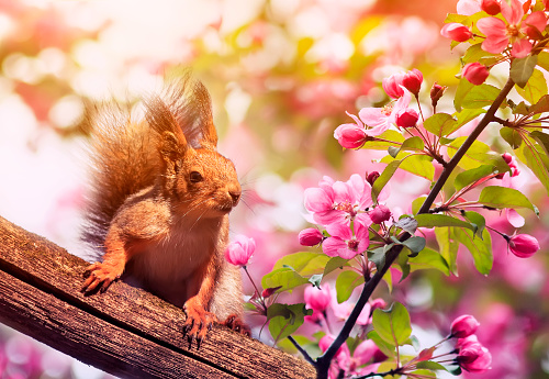 cute red squirrel sitting on a tree blooming pink Apple trees in the may garden