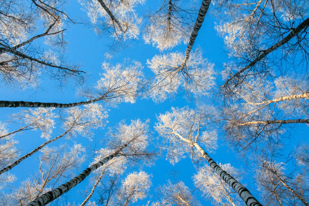 winter natural landscape view from below on the crowns and tops of birch trees covered with white frost against the blue sky in the Park beautiful winter natural landscape view from below on the crowns and tops of birch trees covered with white frost and snow against the blue sky in the Park tree crown stock pictures, royalty-free photos & images