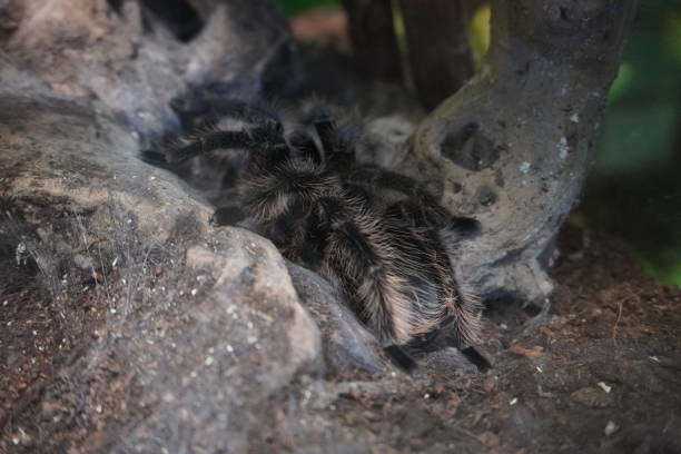 istock honduran curly hair tarantula 1184864132