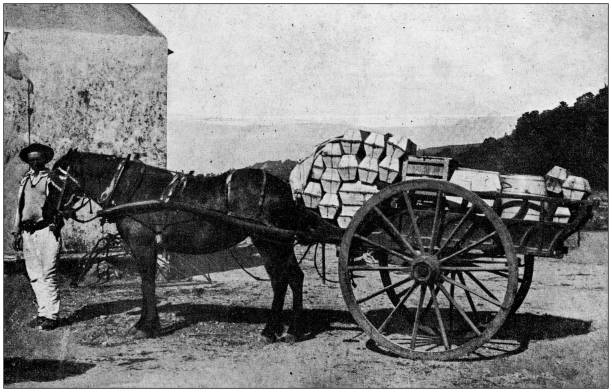 istock Antique photo: Agriculture and transportation of strawberries 1184865359