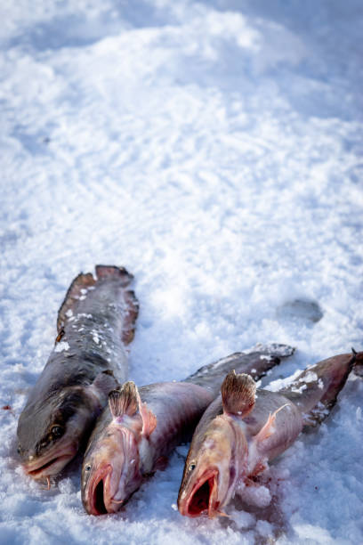 istock Ice fishing in Canada. 1184865469