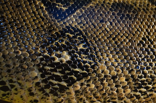 a large snake sunbathes in Laguna Atascosa, Texas