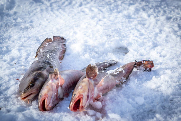 istock Ice fishing in Canada. 1184865551