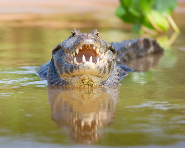 istock Spectacled caiman, bril kaaiman, Caiman crocodilus 1184865614