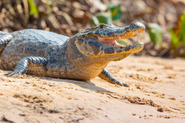 jacaré de óculos, kaaiman de bril, crocodilus de caiman - caimão - fotografias e filmes do acervo