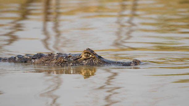 istock Spectacled caiman, bril kaaiman, Caiman crocodilus 1184865849