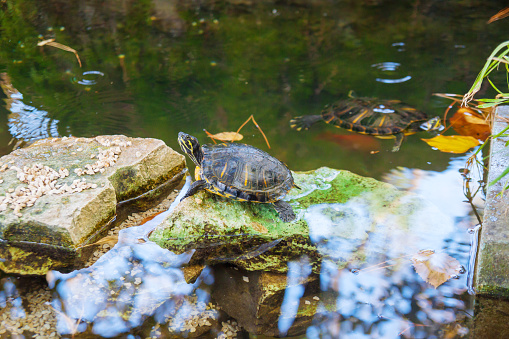 water turtles sunbathing