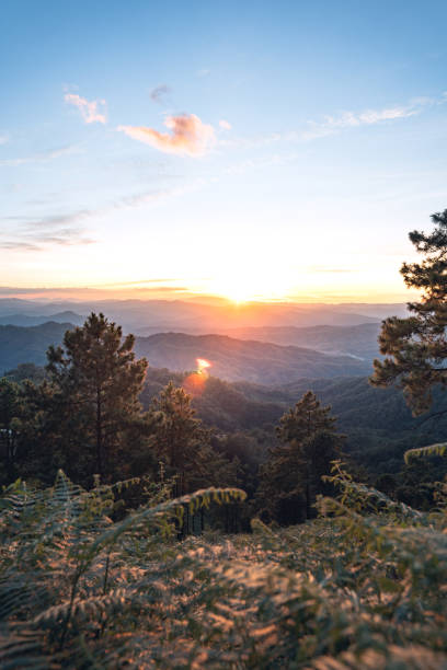 istock sunset and twilight light in the forest on the mountain 1184870449