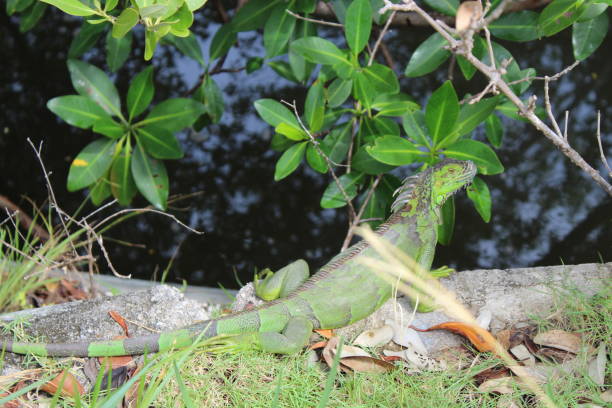 istock green iguana in Miami Beach 1184873642