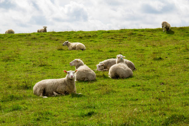 A nice view over the wad on the island Texel. Some birds are annoying the sheep.