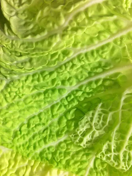 The textured structure in close up of a savoy cabbage