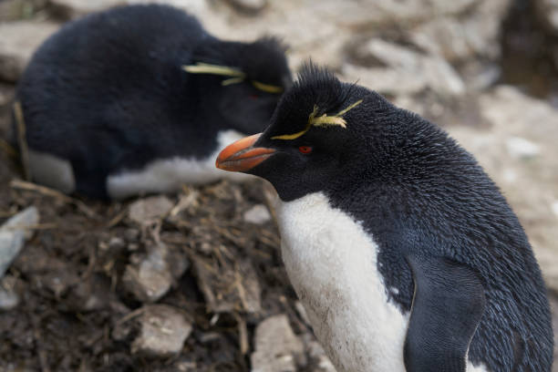 istock Southern Rockhopper Penguin (Eudyptes chrysocome) 1184874847