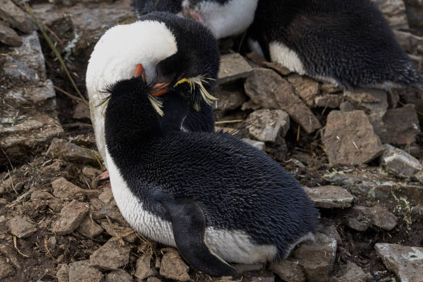 istock Southern Rockhopper Penguin (Eudyptes chrysocome) 1184874898