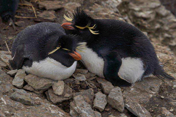 istock Southern Rockhopper Penguin (Eudyptes chrysocome) 1184874954