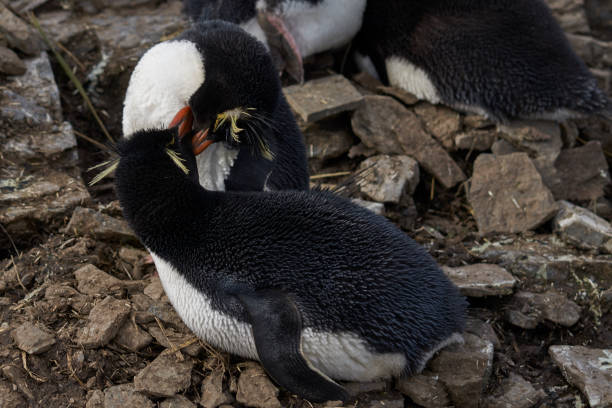 istock Southern Rockhopper Penguin (Eudyptes chrysocome) 1184877780