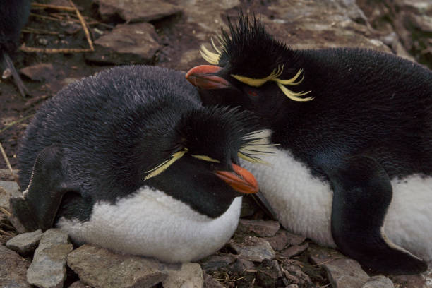 istock Southern Rockhopper Penguin (Eudyptes chrysocome) 1184878333