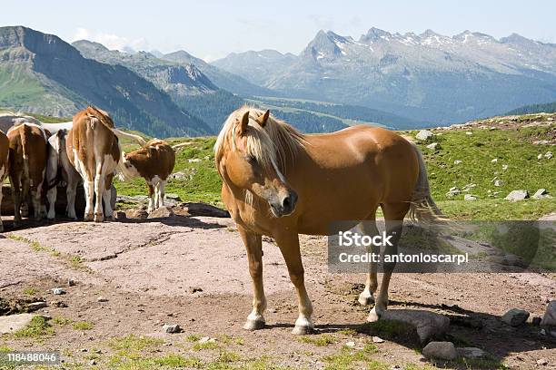 Pferd Und Caws Stockfoto und mehr Bilder von Agrarbetrieb - Agrarbetrieb, Alpen, Berg