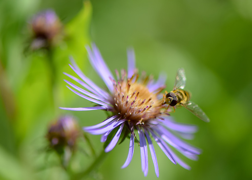 A close-up image of a black and yellow Hoverfly busy working to harvest nectar from beautiful purple and pink Aster wildflowers in a meadow environment in British Columbia, Canada. A Hoverfly, important in a healthy diverse ecosystem, is often mistakenly identified as a bee.