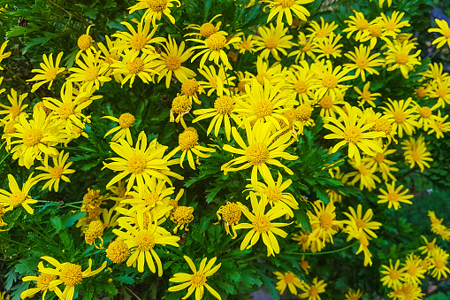 Group of flowers Mountain arnica,Yellow flowers Rome Italy.