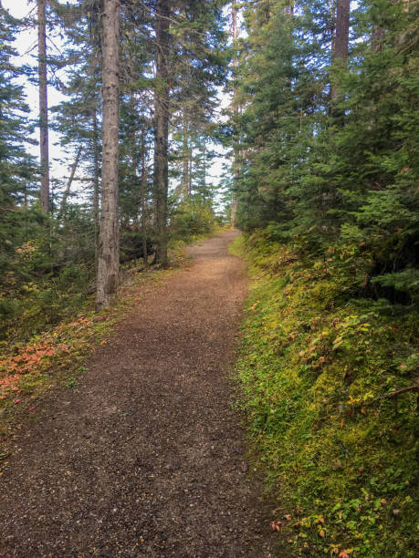 istock Hiking Trail Dirt Footpath With Pine Trees and Blue Sky 1184885000