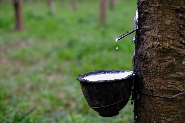 istock Fresh milky Latex flows into a plastic bowl in from para rubber tree Hevea Brasiliensis 1184885170