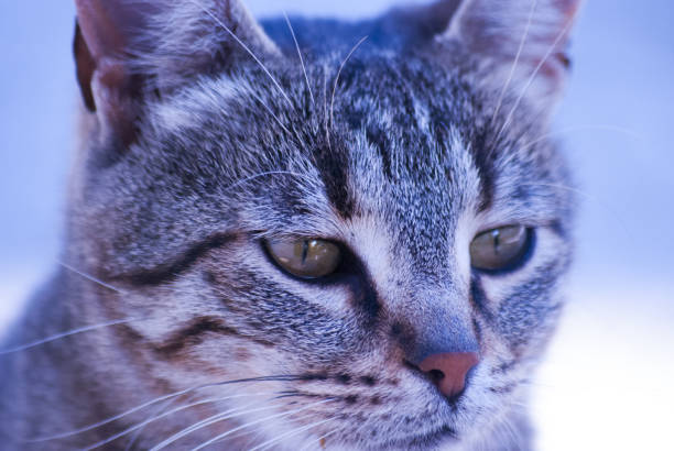 istock portrait of a cute kitten 1184885436