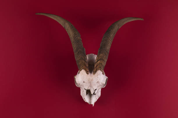 istock animal skull with horns on a red background 1184885943