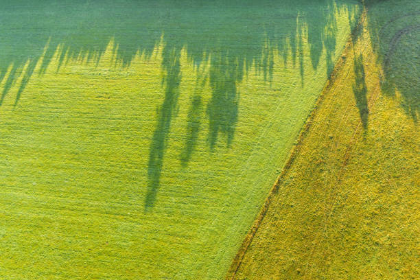 istock Aerial top view of border between two fields and forest 1184885998
