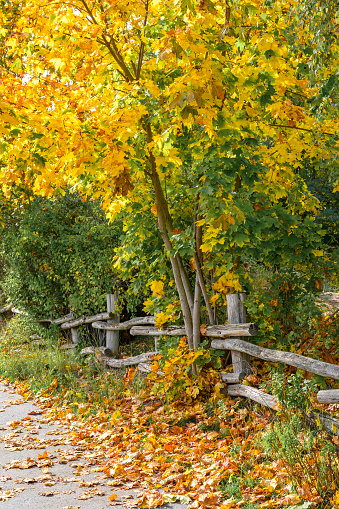 Weathered wooden fence on a path through an autumnal landscape with golden leaves.