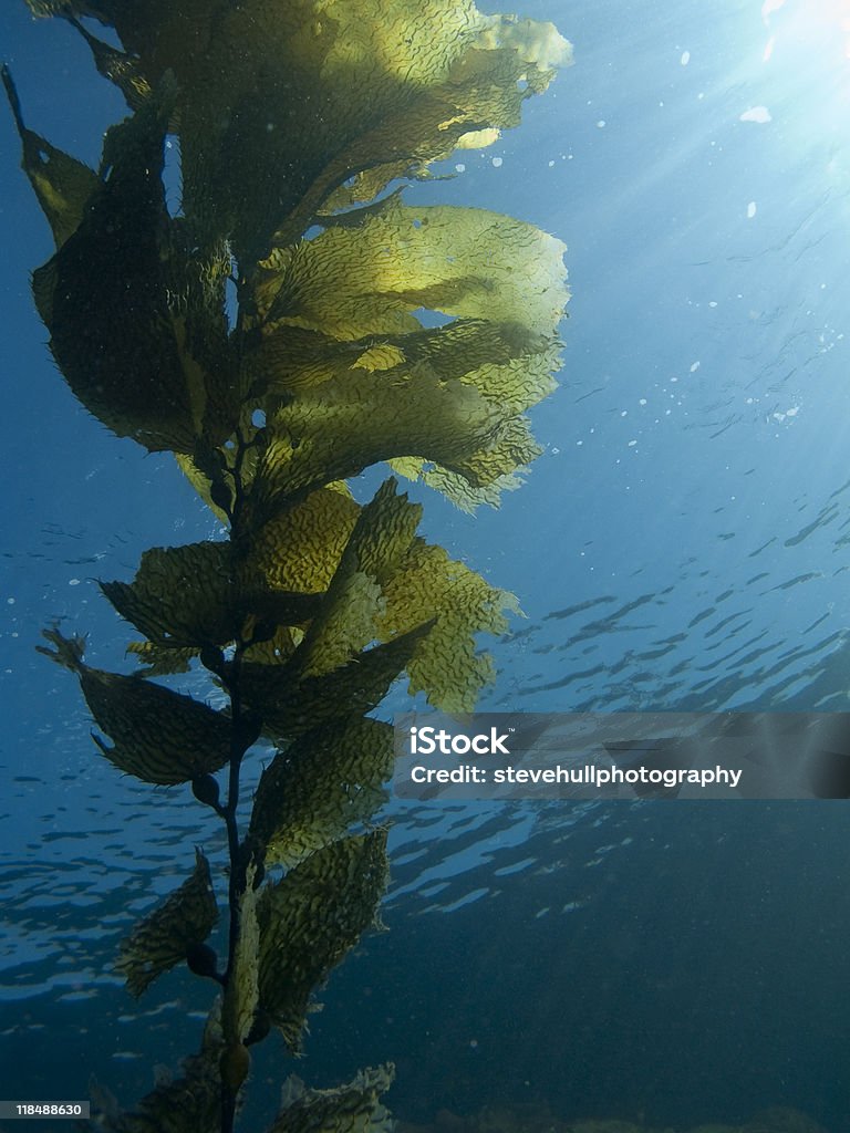 Kelp Frond single kelp plant against blue water background and sunlight Blue Stock Photo