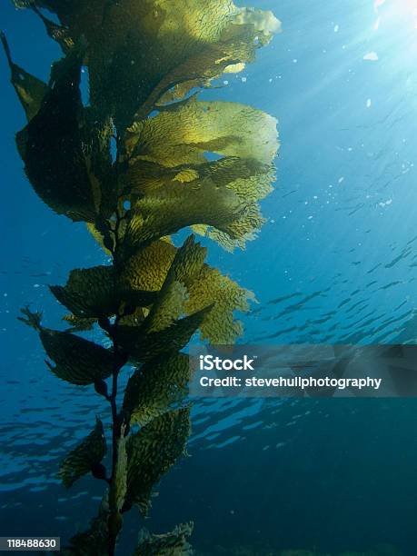 Kelp Frond Stock Photo - Download Image Now - Blue, Color Image, Copy Space