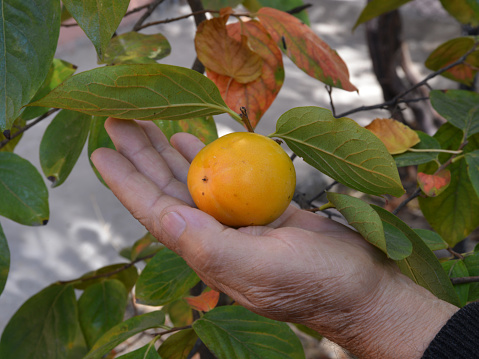 organic and fresh persimmon on human hand