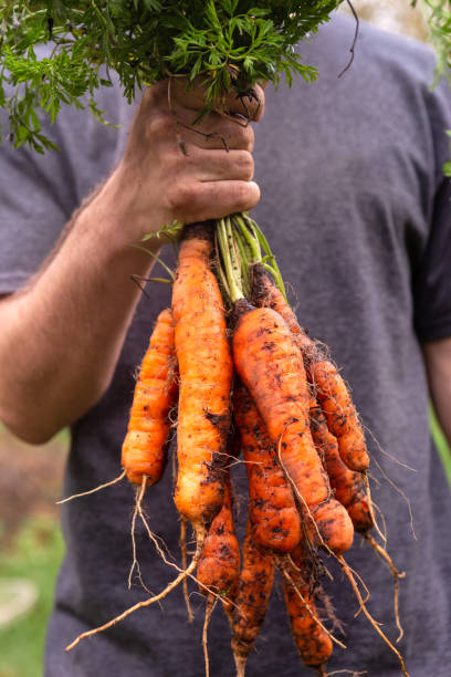 istock Man holding a fresh bunch of carrots 1184886477