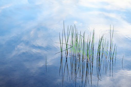 This is a photograph of green trees reflecting in the water off the shore of Lake Superior in the Catskill Mountains in upstate New York in summer.