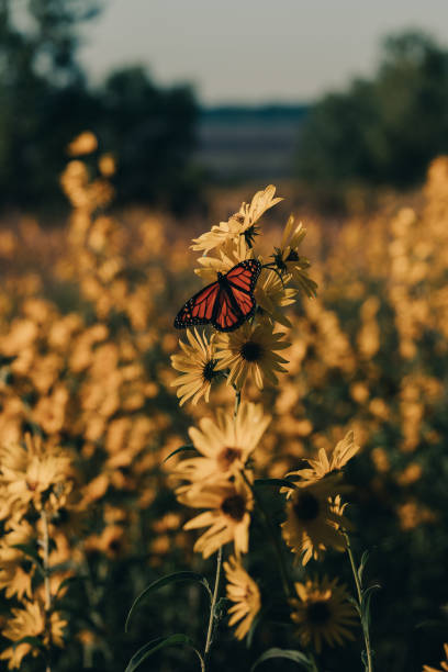 istock Monarch Butterfly Perched Among Autumn Sunflowers 1184888640