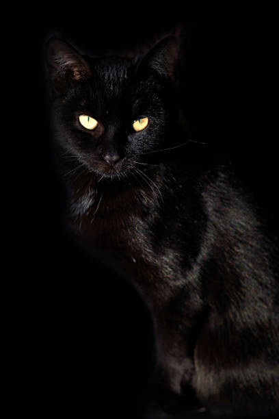 istock portrait of fluffy wild cat 1184888686