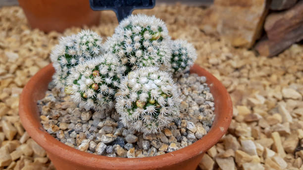 istock Small Alpine plants in plant pots 1184888710