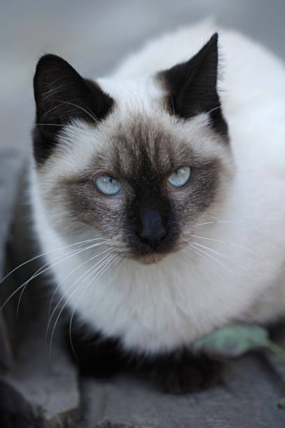 istock portrait of fluffy wild cat 1184888714
