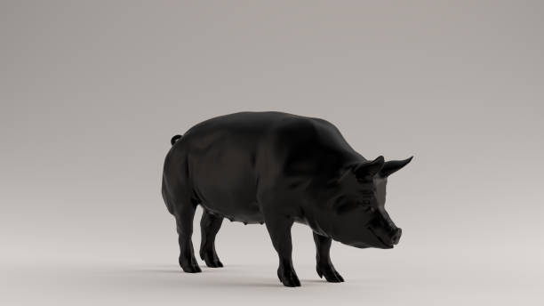 istock Black Pig 3 Quarter Right View 1184890101