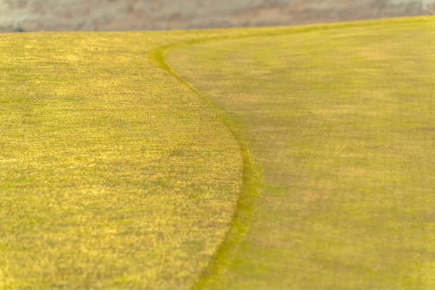 istock Winding trail through yellow fields grass on a hazy day 1184890316